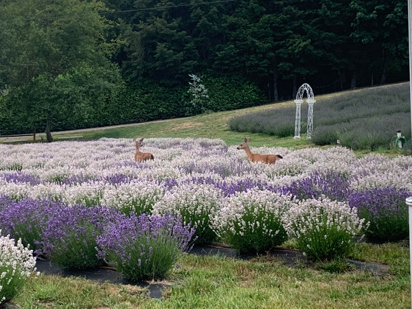Crescent Valley Lavender Farm Opening Day June 22nd, 2024