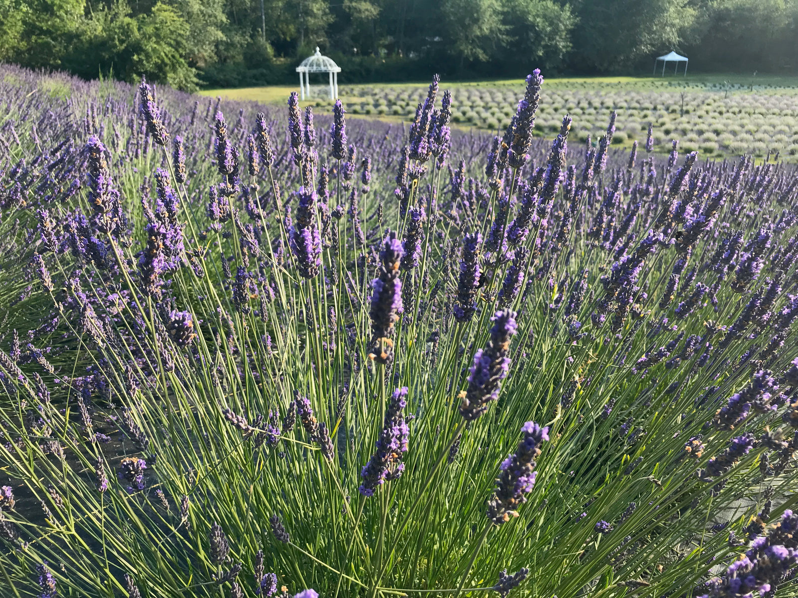 buy grosso lavender seeds Lavender Grosso Sachet – Crescent Valley Lavender Farm