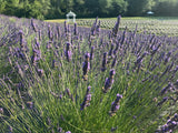 Lavender Grosso Sachet