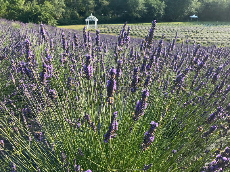 Lavender Grosso Sachet