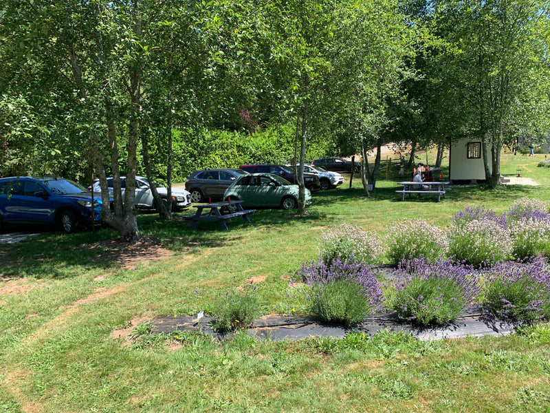 Lavender Farm Visitor/Parking Pass Per Car Closed for the season as of August 2nd 2023.